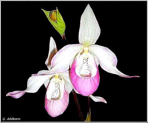 Phragmipedium Sedenii 'Warwick'